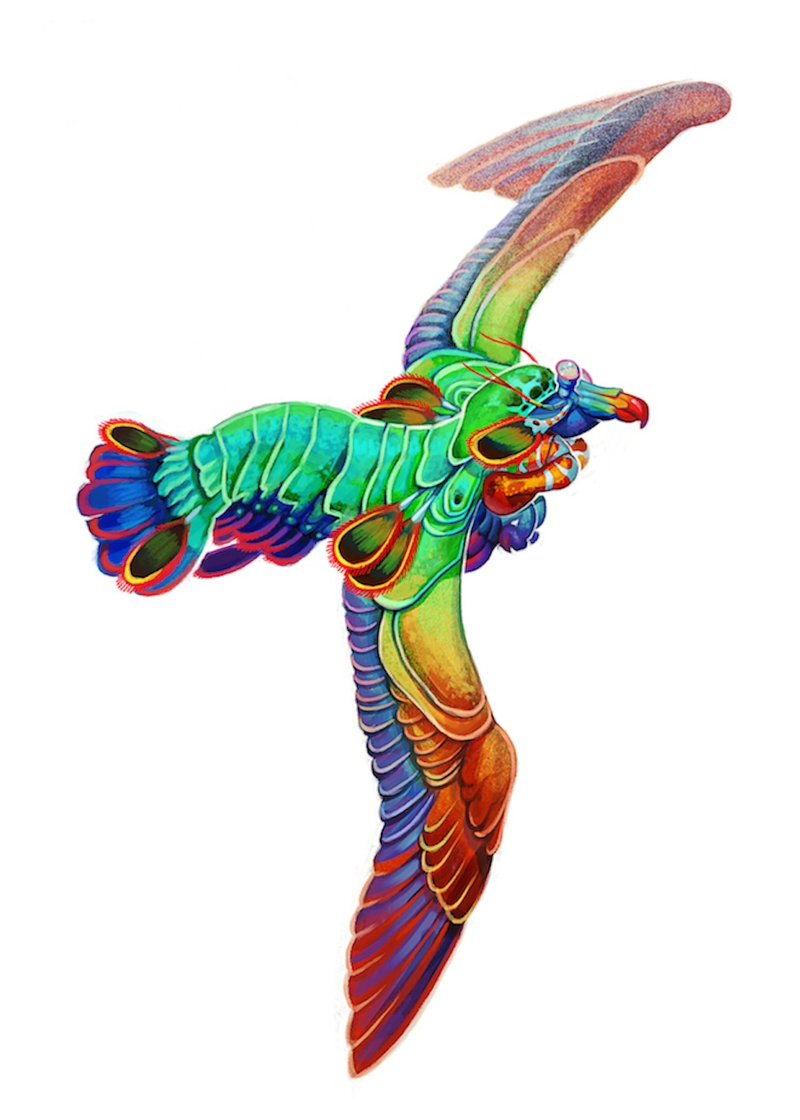 Illustration for article titled Unholy animal hybrids, as drawn by science illustrators
